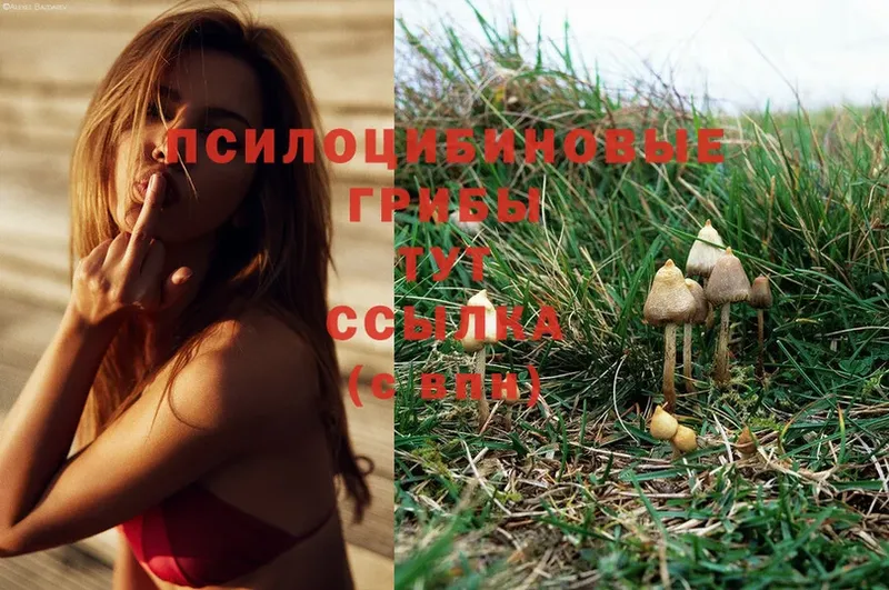 Псилоцибиновые грибы MAGIC MUSHROOMS  mega как зайти  нарко площадка Telegram  Змеиногорск 